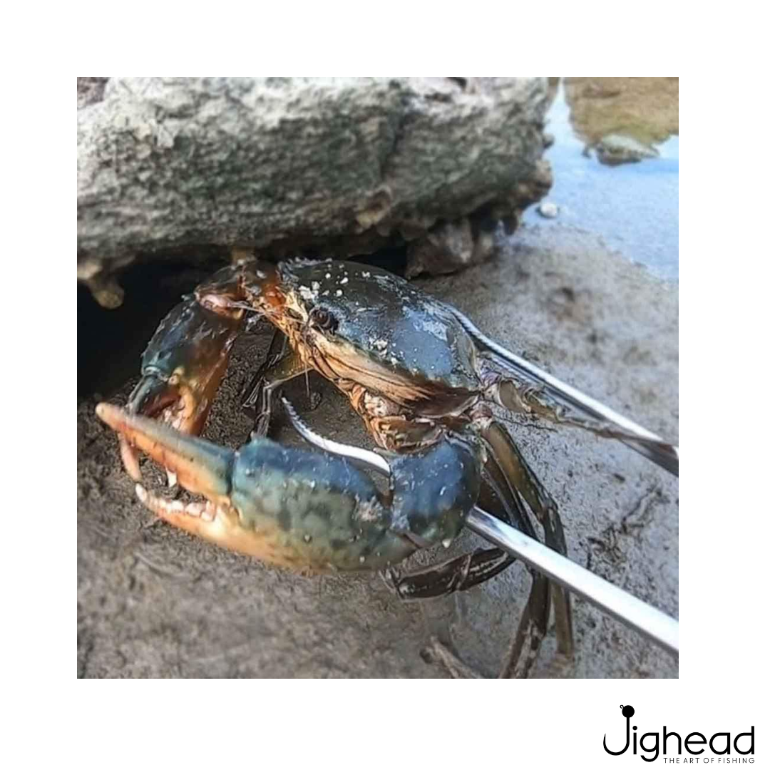 Multi-Function Crab Tongs 14.5 inch 37 cm Metal ABS Anti-Slip Grip Crab tongs gripping a live crab safely